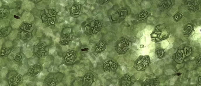 마치 SF영화 같은 &#39;입&#39;으로 신호 보내는 식물 VIDEO: Incredible close-up look at a plant breathing