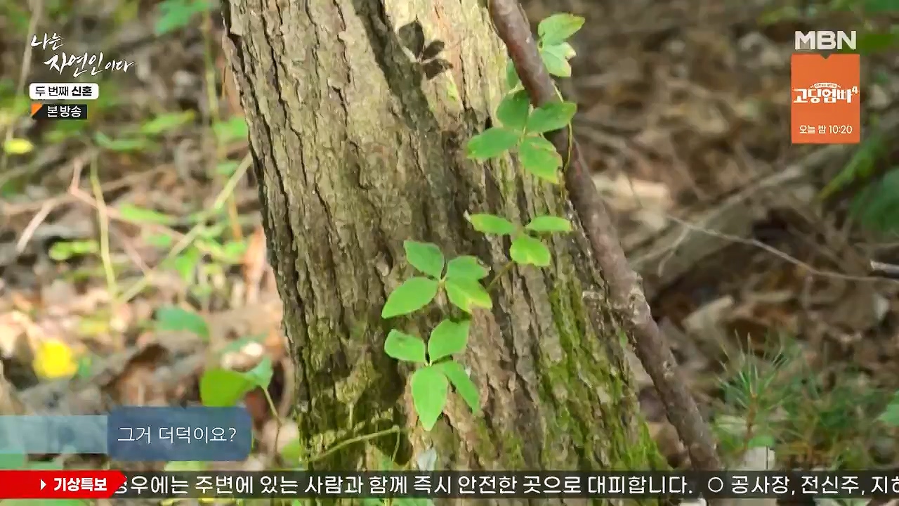 나는 자연인이다.E572.230921p-NEXT.mp4_20230921_202636.580.jpg