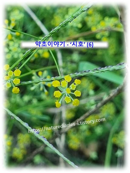 &quot;약초 이야기 (6) - 시호: 간의 친구&#44; 천연 건강 보조제 (효능&#44; 이용 부위&#44; 동의보감 등)&quot;