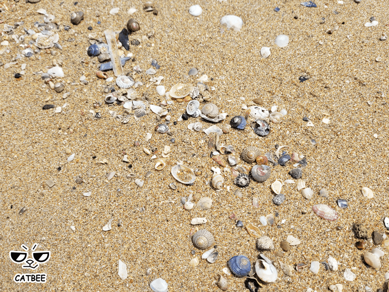바닷가 모래속 조개껍데기