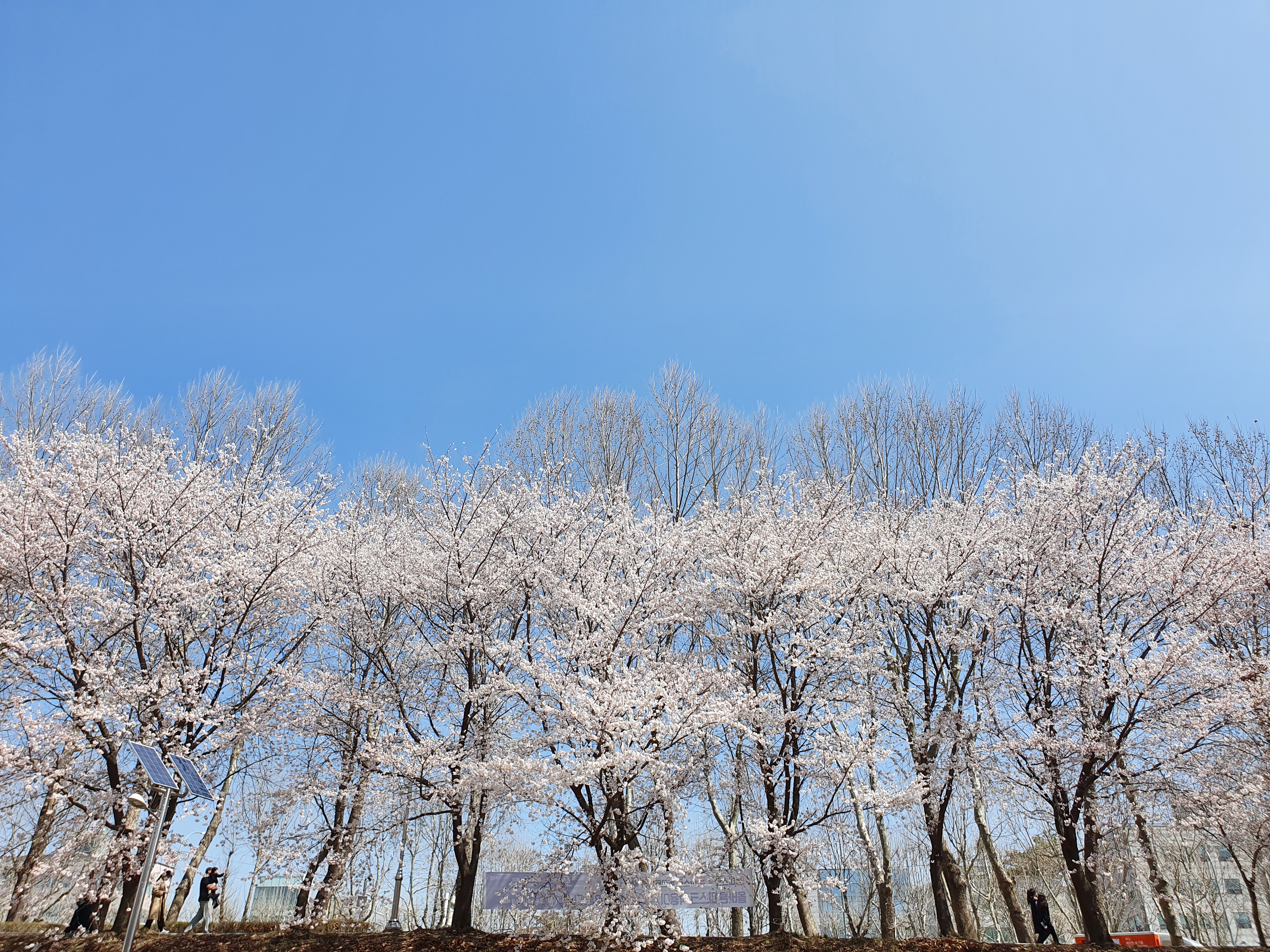 양재천-벚꽃