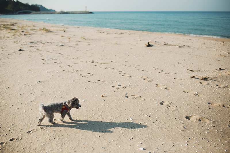 해변가를 걷고 있는 회색 강아지.