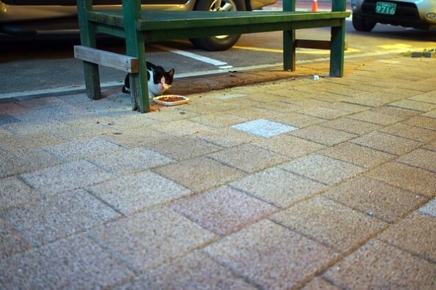 길고양이 따라오는 이유