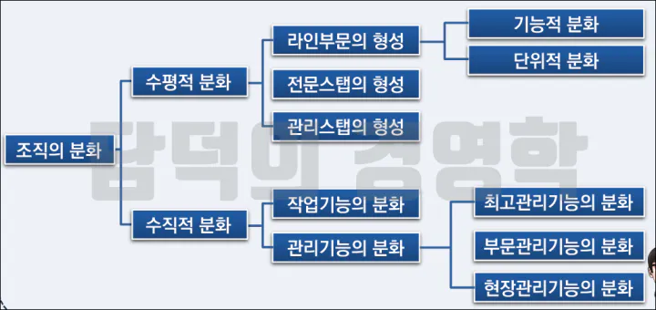 조직의 분화