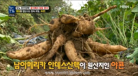 야콘 효능