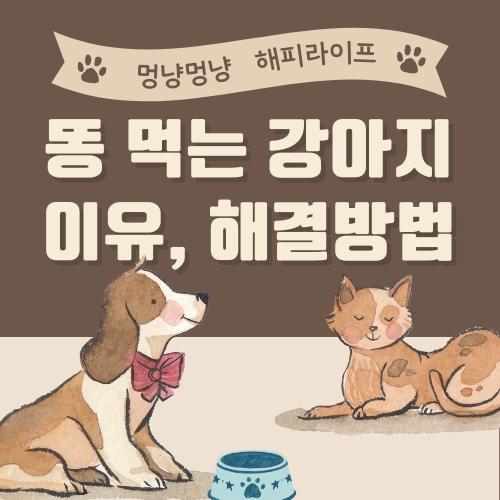 똥 먹는 강아지 이유&#44; 해결방법