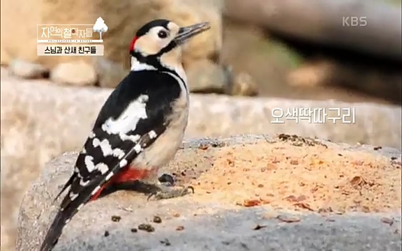 [3회] 자연의 철학자들 - KBS새처럼 살고 싶어라] 자연이라는 위대한 법당에서 숲의 울림, 새들의 소리를 들으며 깨달음을 얻은 도연 스님.ts_20220320_152015.935.jpg