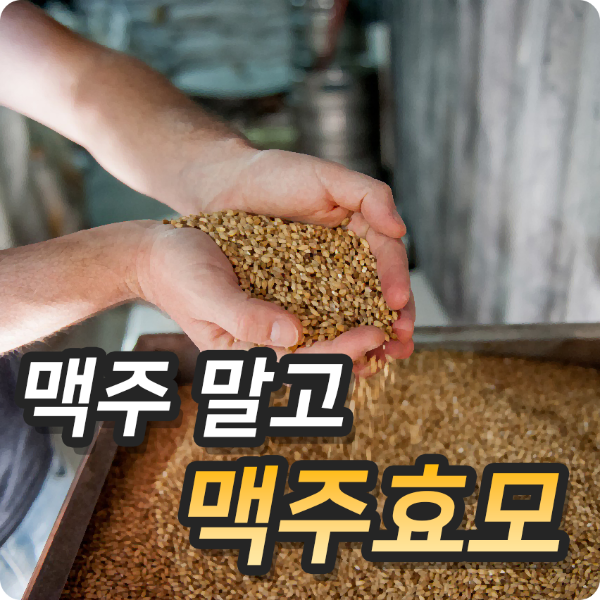  맥주효모의 효능과 부작용, 섭취요령 알아보기