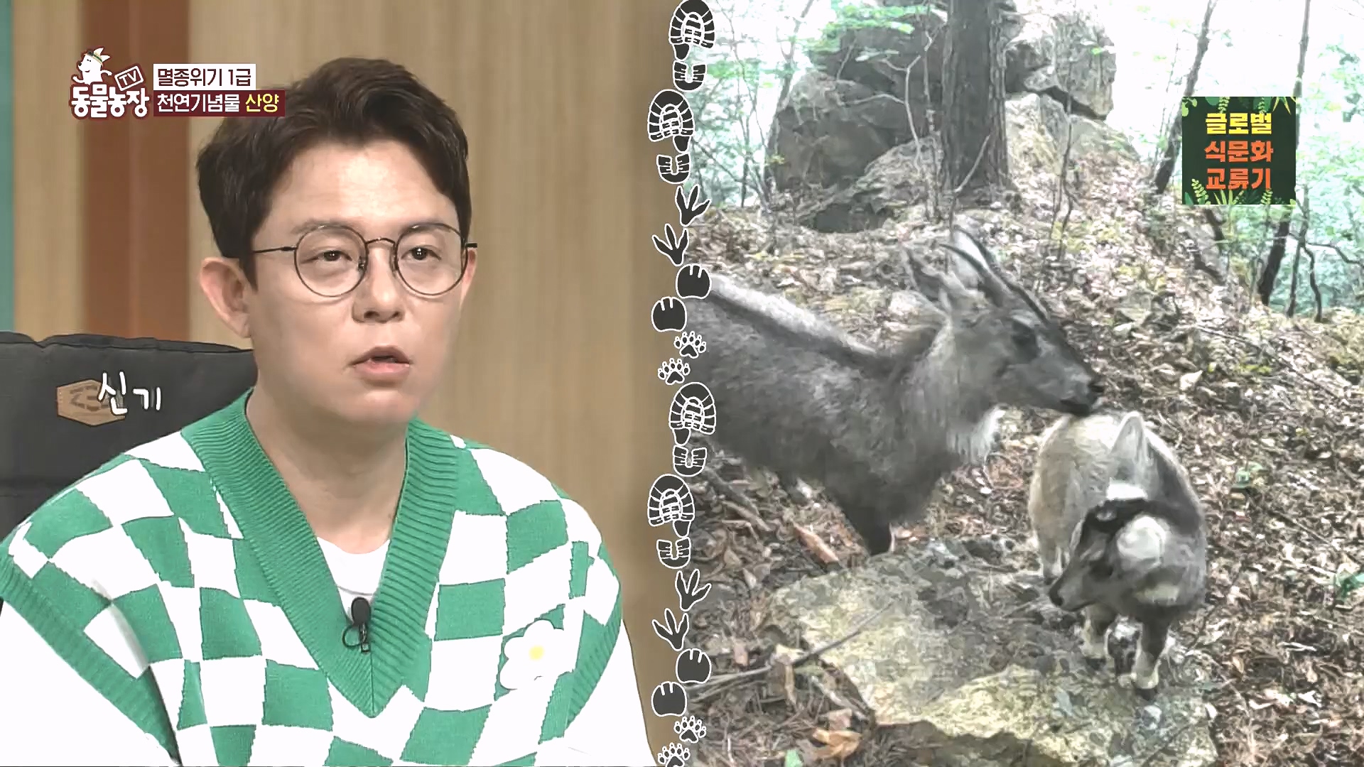 TV 동물농장.E1185.240818p.H264-F1RST.mp4_20240818_161609.540.jpg