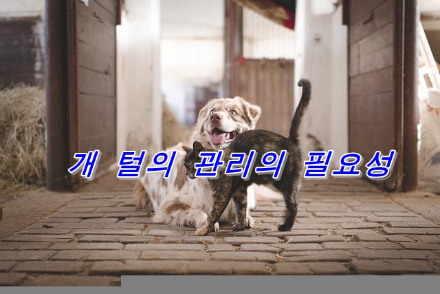  의외로 모르는, 개에게 트리밍이 필요한 이유