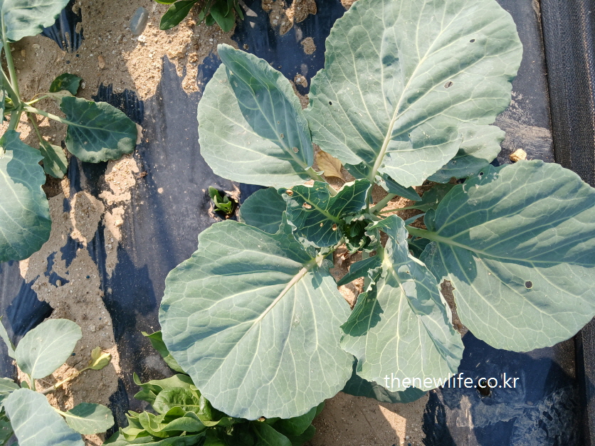 Pesticide-free kale with small holes on the leaves growing in plastic-mulched soil-잎에 작은 벌레 자국이 있는 무농약 케일이 비닐멀칭 밭에서 자라는 모습
