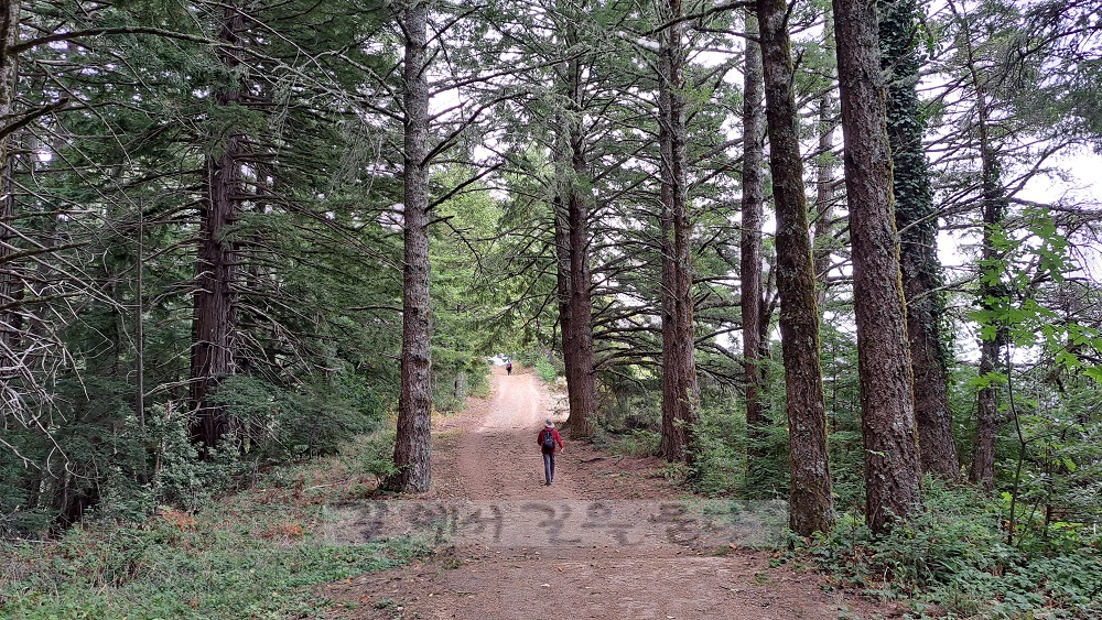 Purisima Creek Redwoods Open Space Preserve