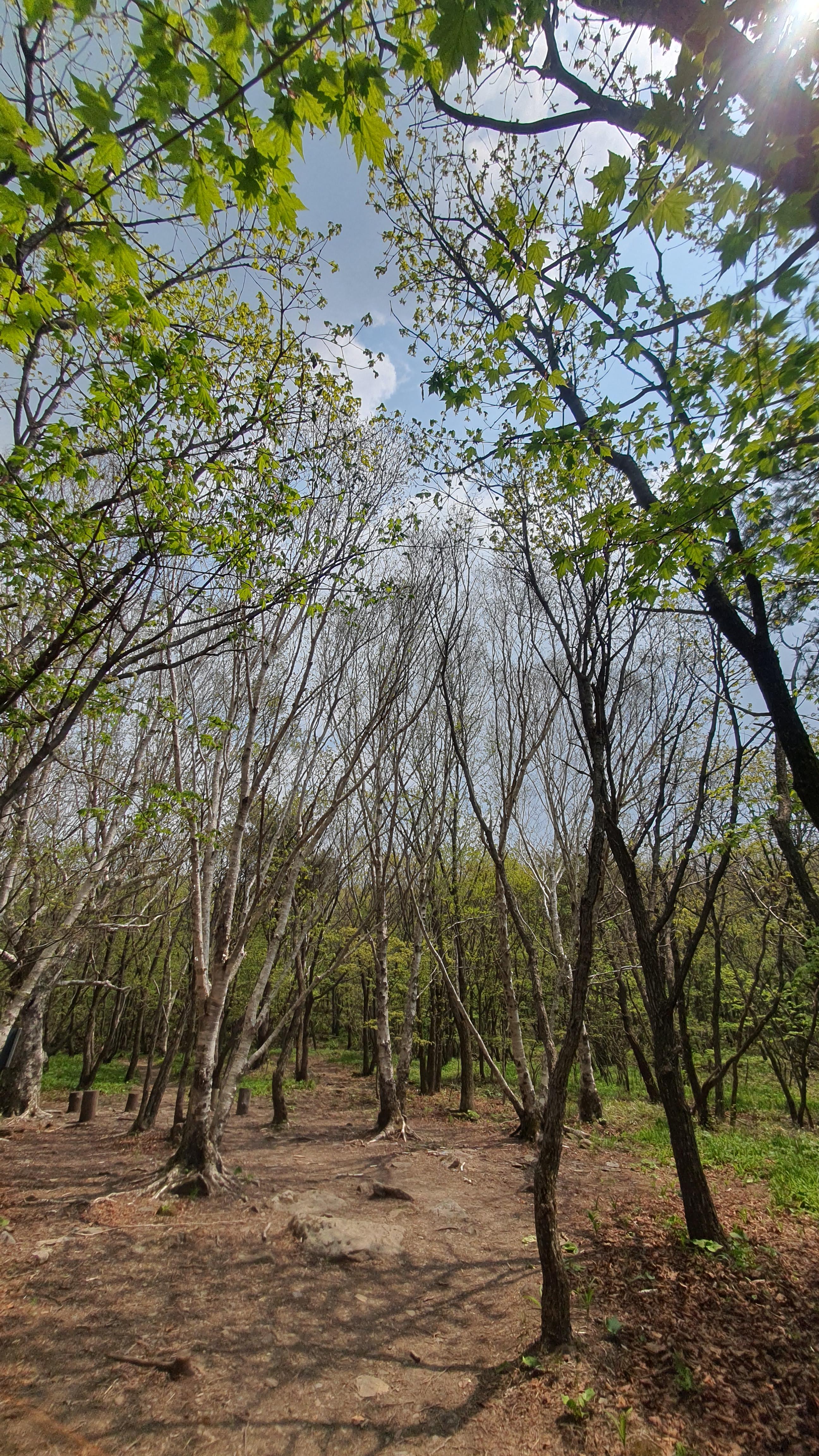 정선 하이원 스카이 1340 하이원 곤돌라 이용 요금, 할인 안내