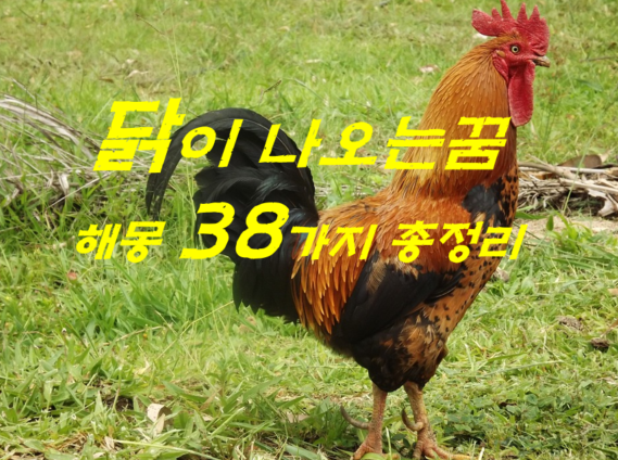  닭꿈 해몽 38가지 총정리