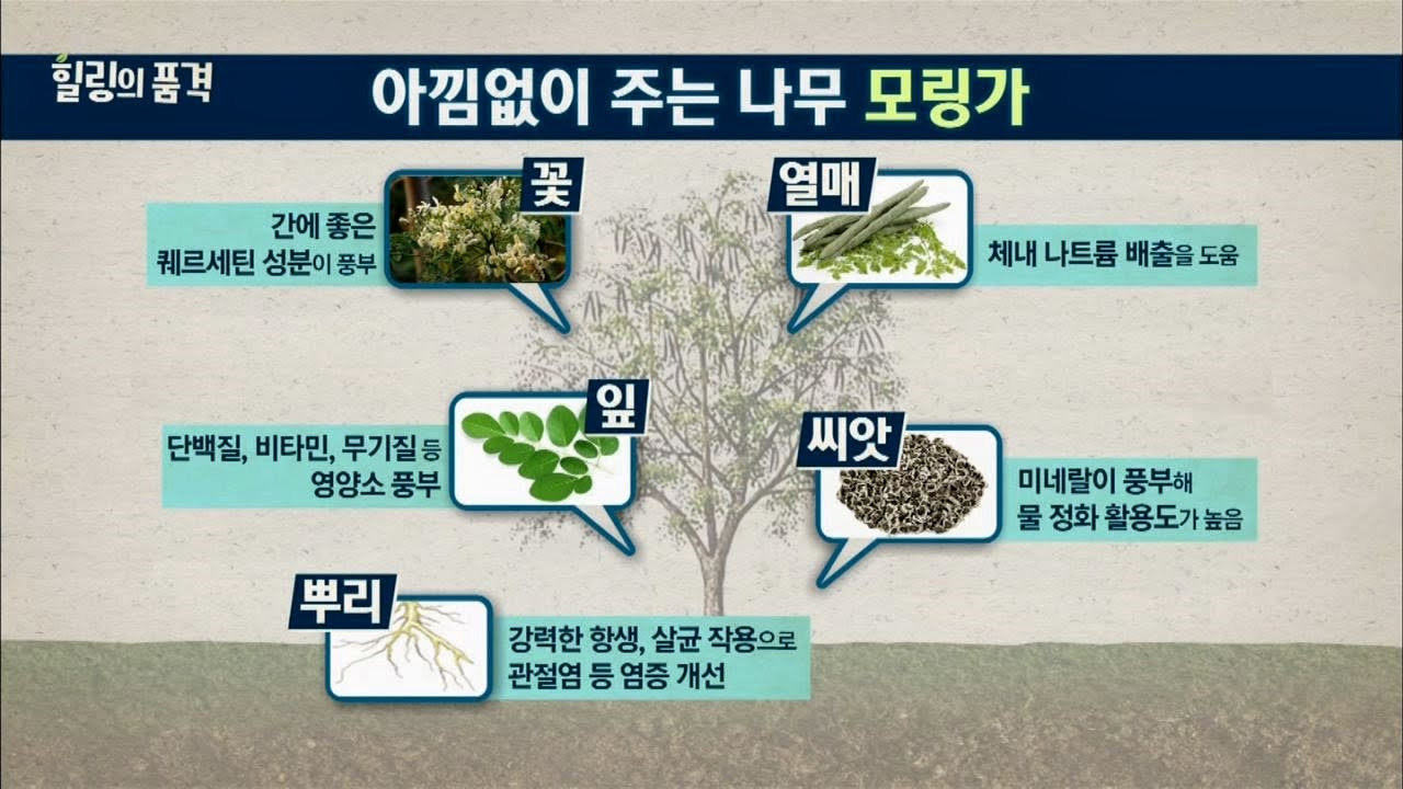 모링가 이미지