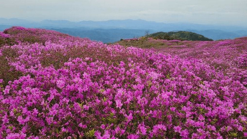 황매산 철쭉 개화시기