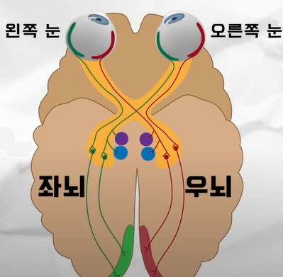 시신경과 뇌는 서로 교차되어 연결