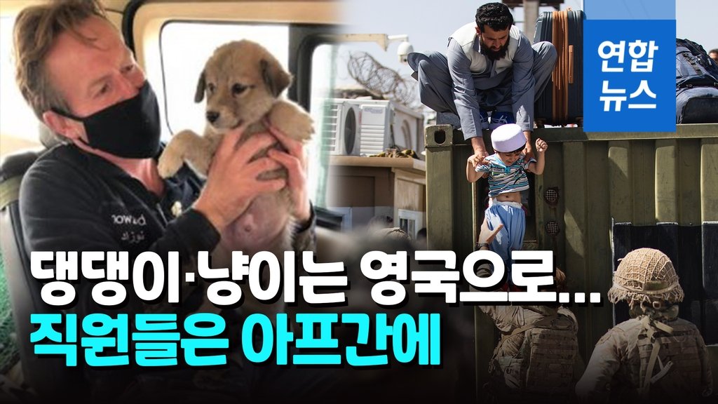  [영상] 동물 목숨도 소중하지만…직원은 아프간에 유기동물은 영국으로