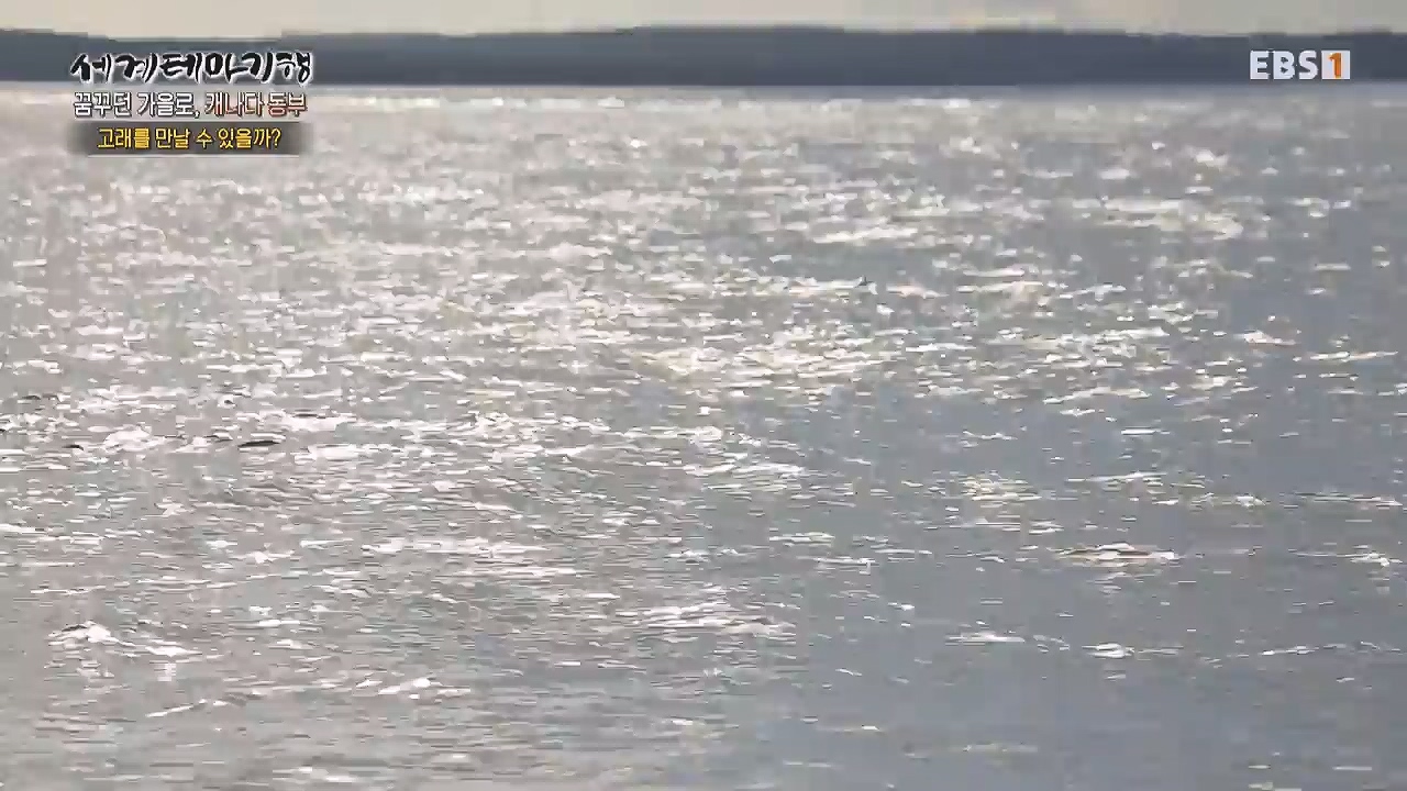 세상의모든기행꿈꾸던 가을로 캐나다 동부-다시 올 이유, 단풍국.mp4_20231127_205049.761.jpg