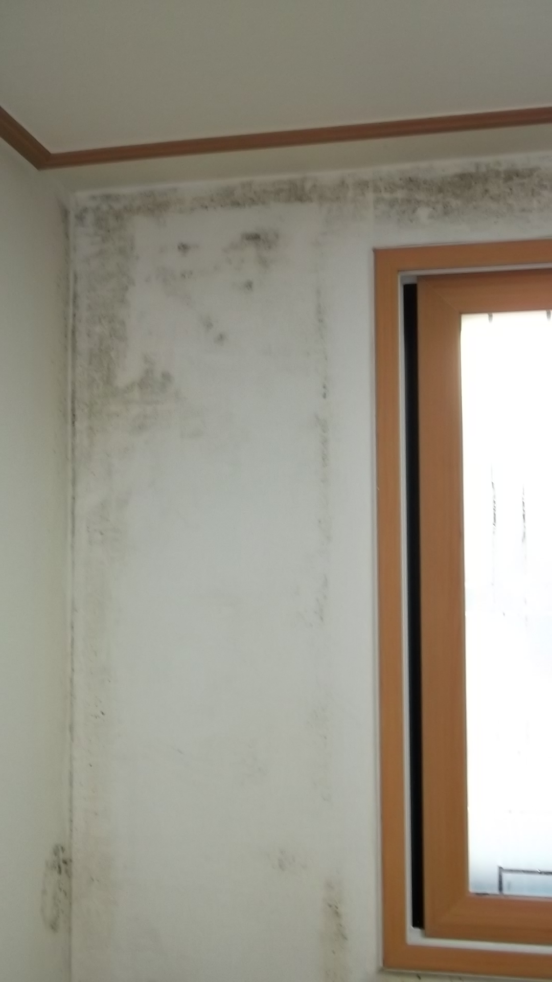  벽지 곰팡이제거? 아주 미세하게 있다고 방치?