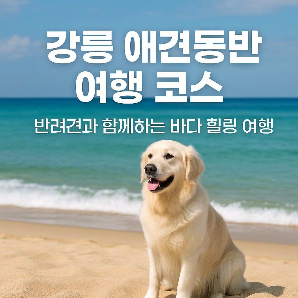 강릉 애견동반 여행 코스 완벽 가이드! 반려견과 함께하는 바다 힐링 여행
