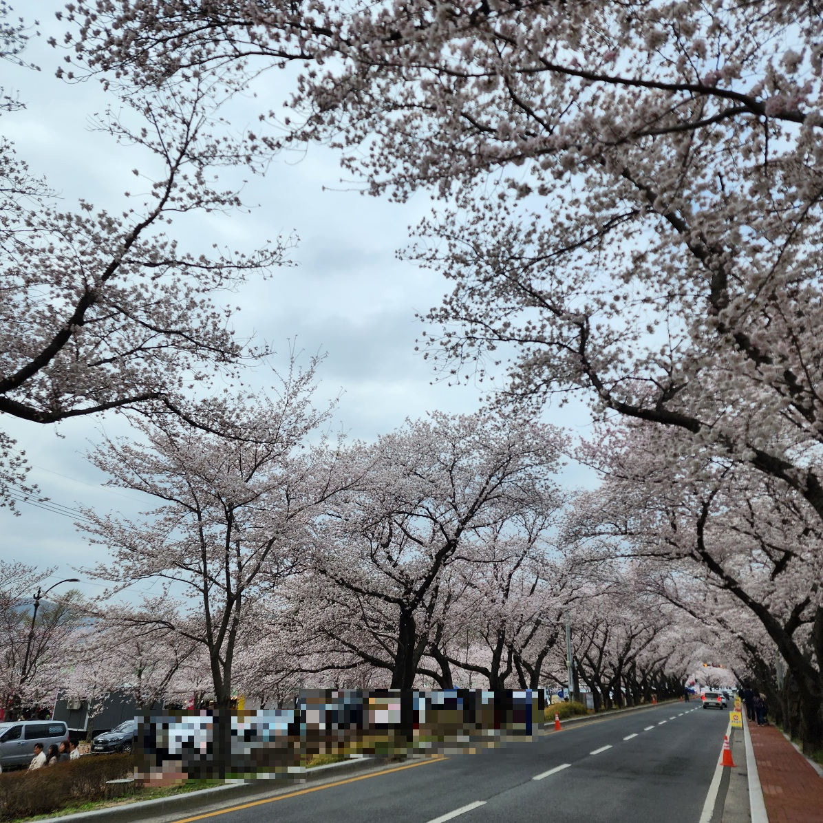경주-흥무로-벚꽃상황