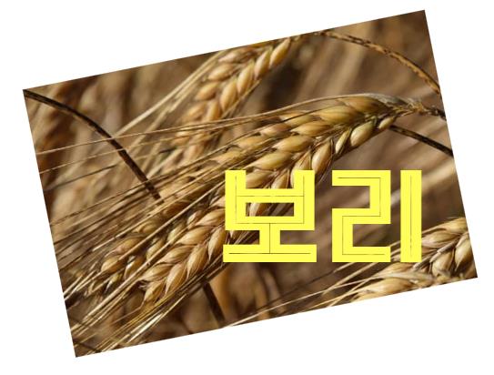 면역력 강화에 좋은 섬유질 식품 보리 