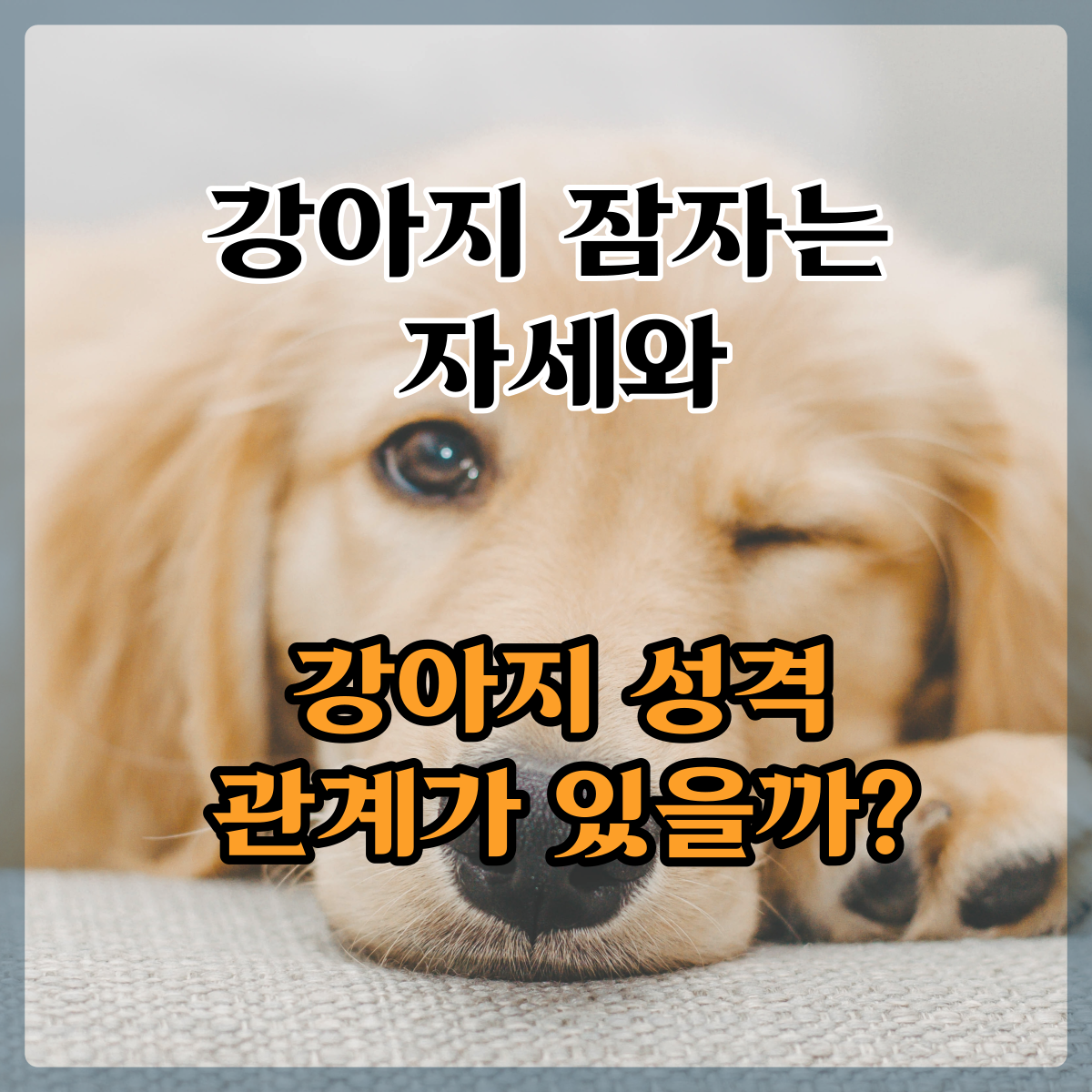  강아지 잠자는 자세와 강아지성격, 알아봐요