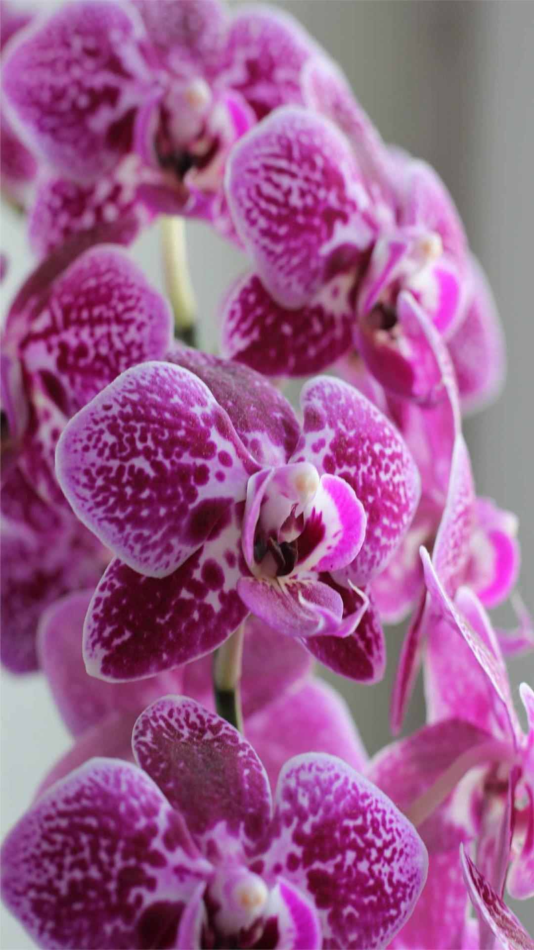 Orchid iPhone Wallpaper for Flower