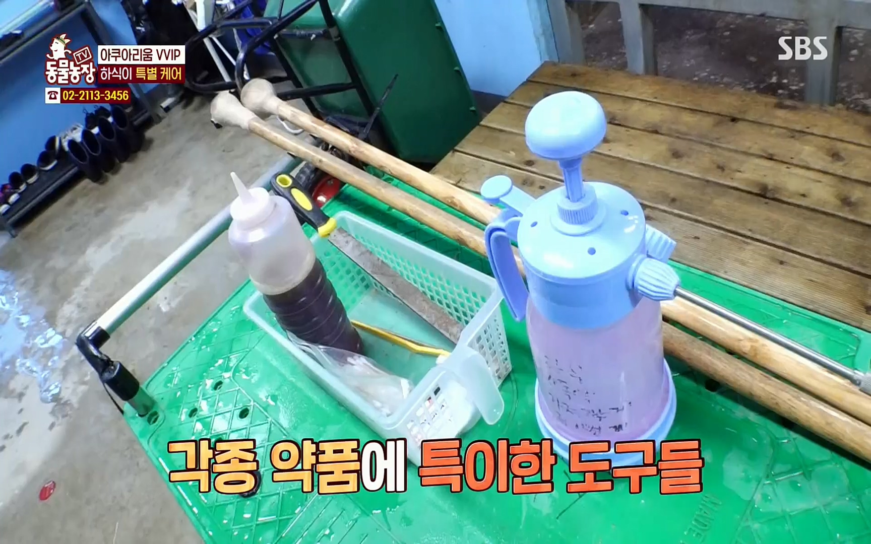 TV 동물농장.E1067.220501p.H264-F1RST.mp4_20220501_184956.446.jpg