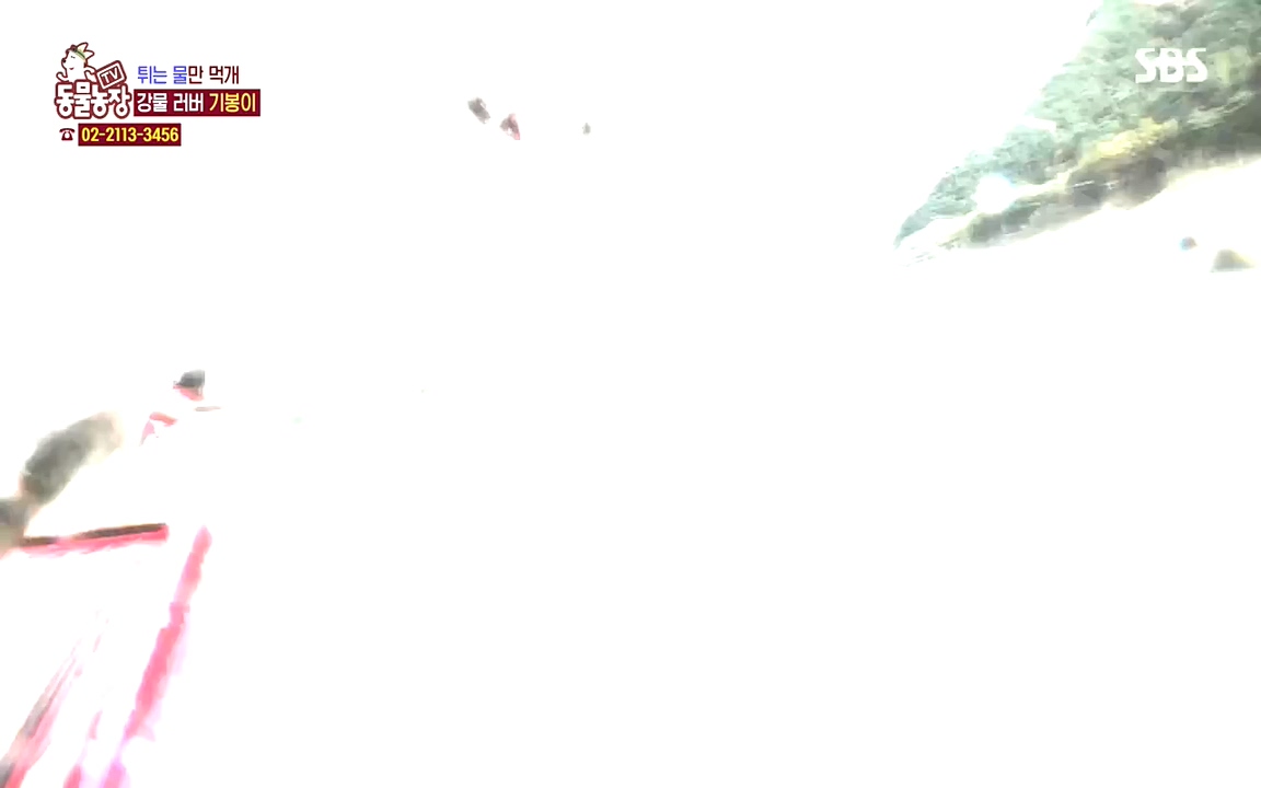 TV 동물농장.E1090.221010p-NEXT.mp4_20221009_182016.423.jpg