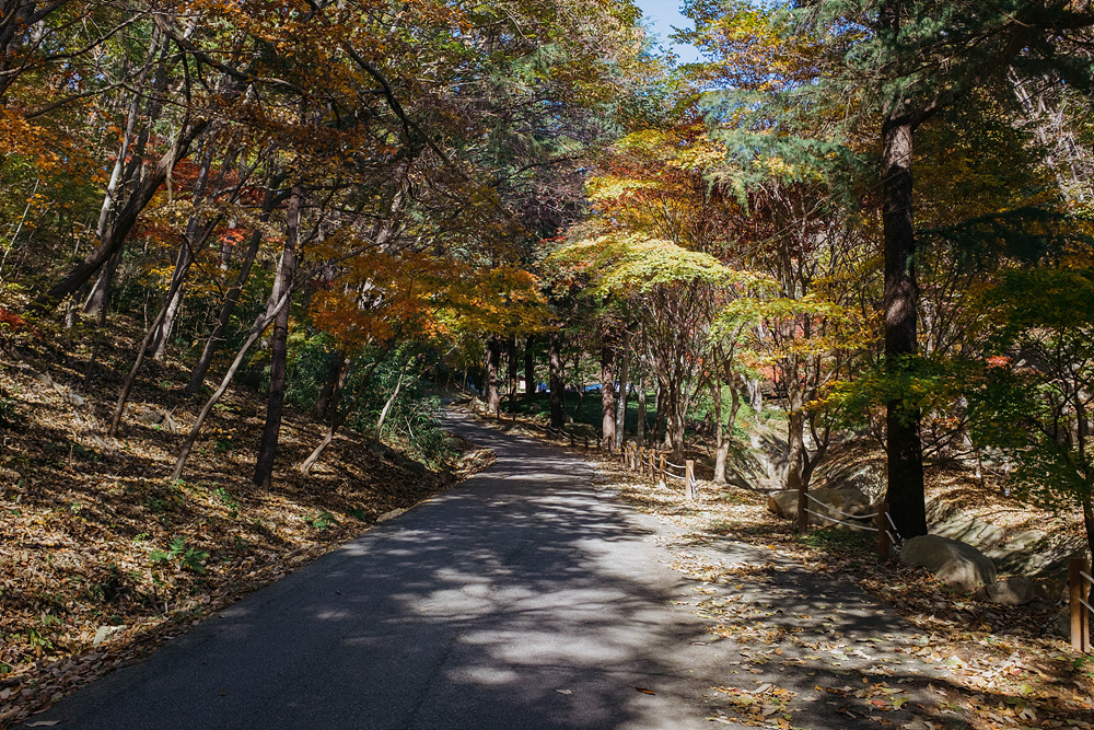 가을 단풍이 알록달록한 용봉산 등산로.