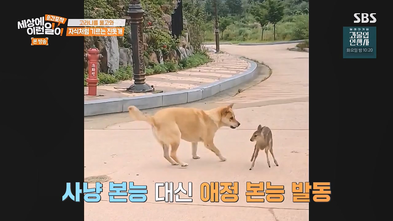순간포착 세상에 이런일이.E1244.230903p-NEXT.mp4_20230903_173228.113.jpg