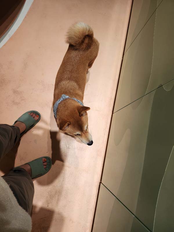 호치민여행_타오디엔카페_펫카페_마메시바_MAME Shiba_애견카페이용_시바견