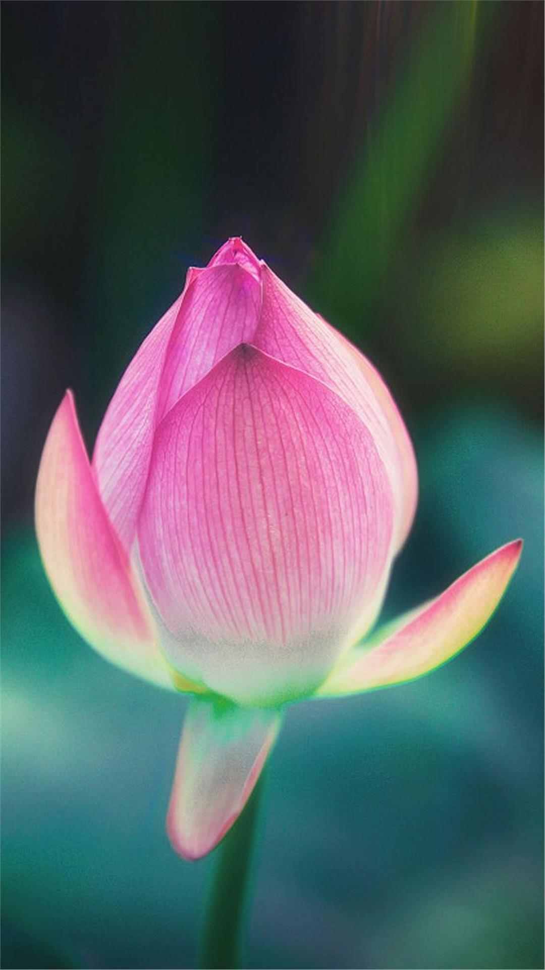 Lotus Flower iPhone Wallpaper