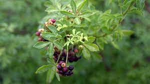 가시오가피의 12가지 장점 25