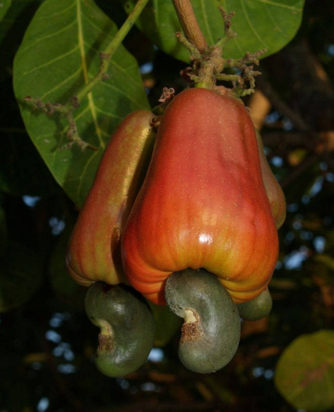 img.jpg