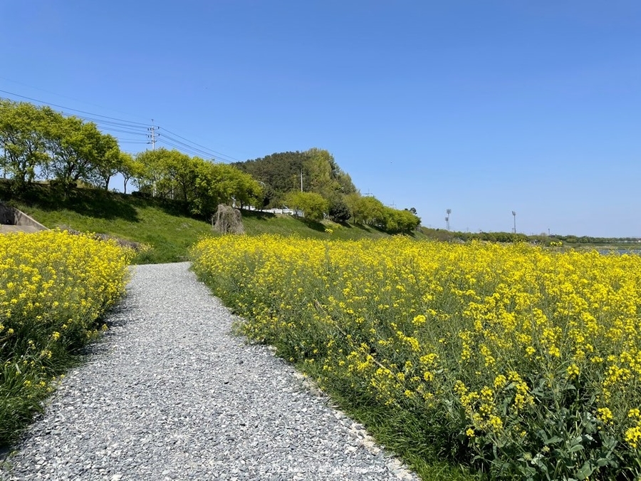 영산강 나주 유채꽃 나들이 18