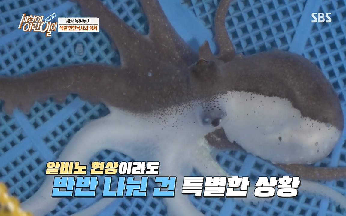 순간포착 세상에 이런일이.E1178.220504p-NEXT.mp4_20220504_173041.934.jpg