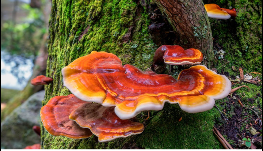 영지버섯 효능 및 부작용 5