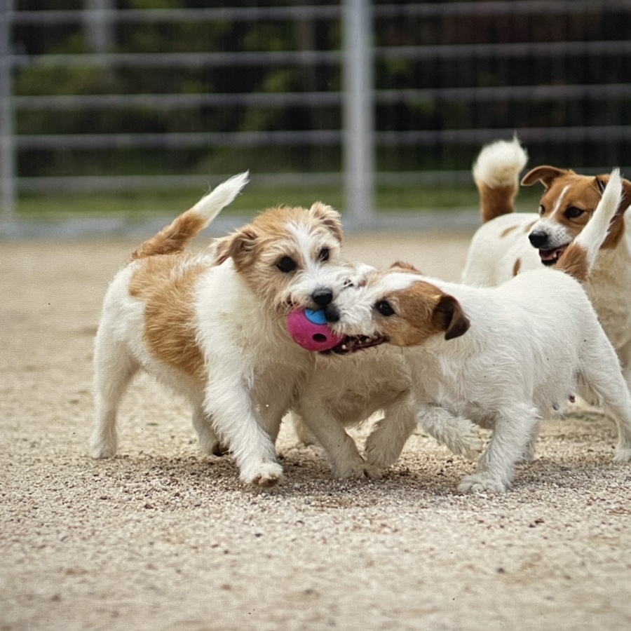 러셀테리어 성격과 털이 활발한 강아지 종류 잭 14