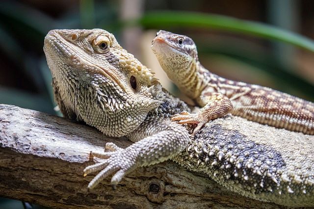 Bearded_Dragon