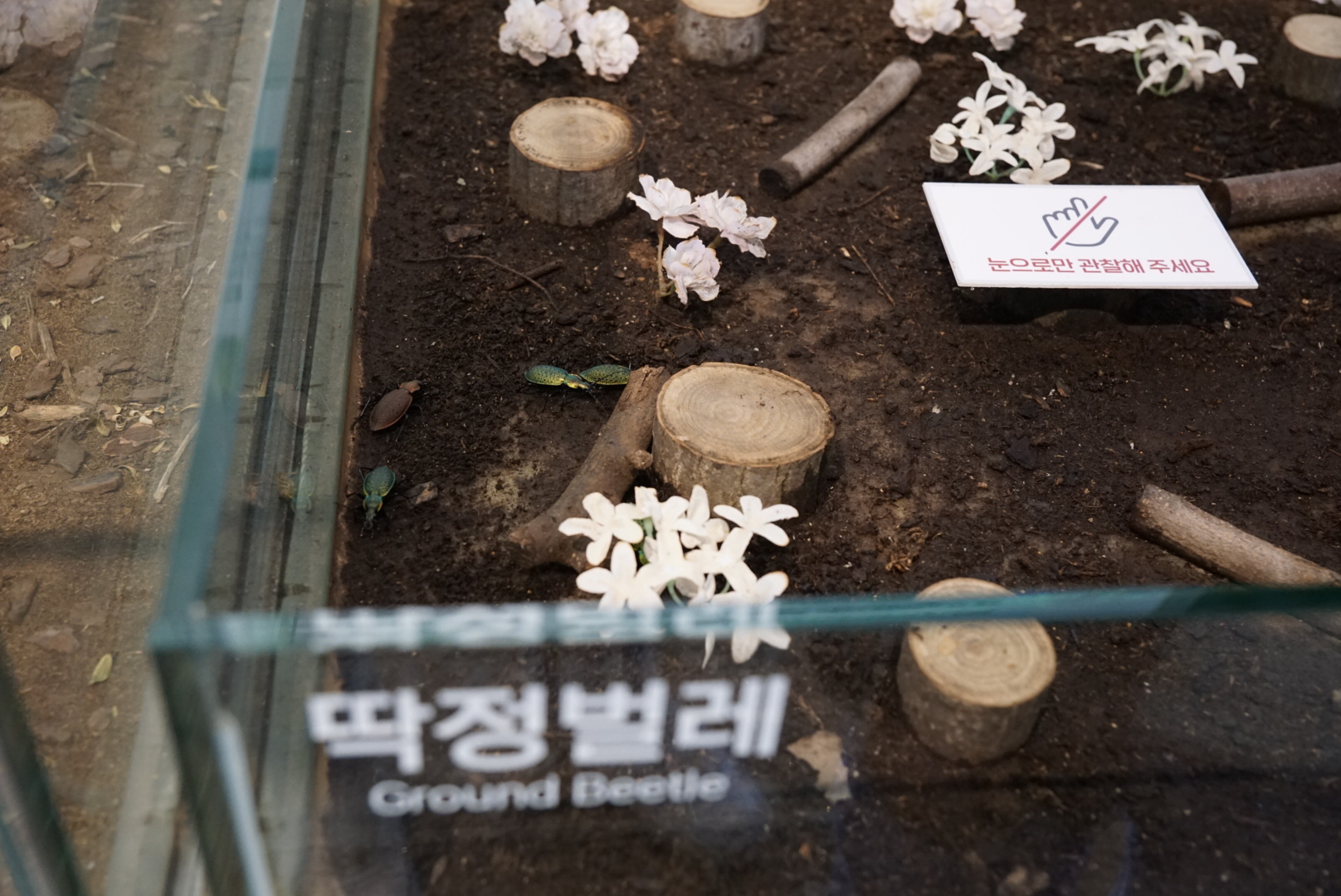 용인 곤충테마파크