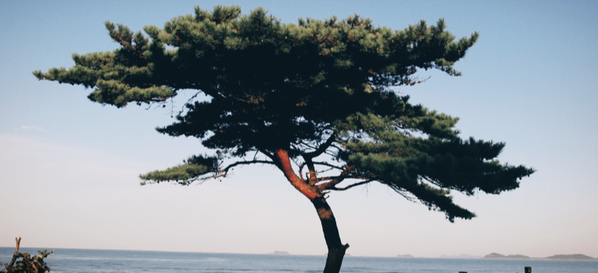  산림기능사 필기대비 요약-산림환경