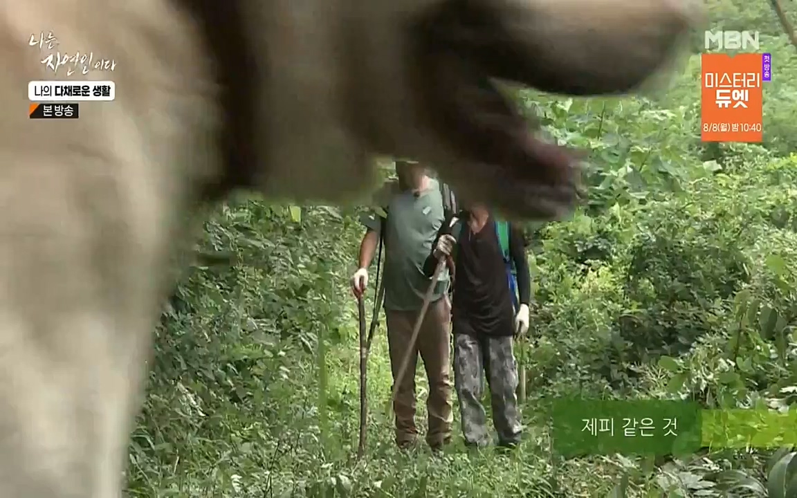 나는 자연인이다.E513.220804p-NEXT.mp4_20220804_202003.243.jpg