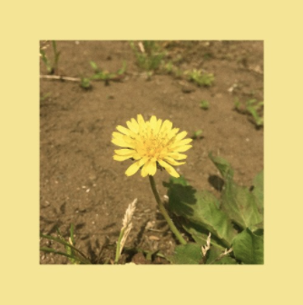  [ 플레이리스트 / Playlist ] 나만 알고싶은 따뜻하고 포근, 산뜻한 감성의 인디뮤지션노래 명곡 모음 및 리뷰