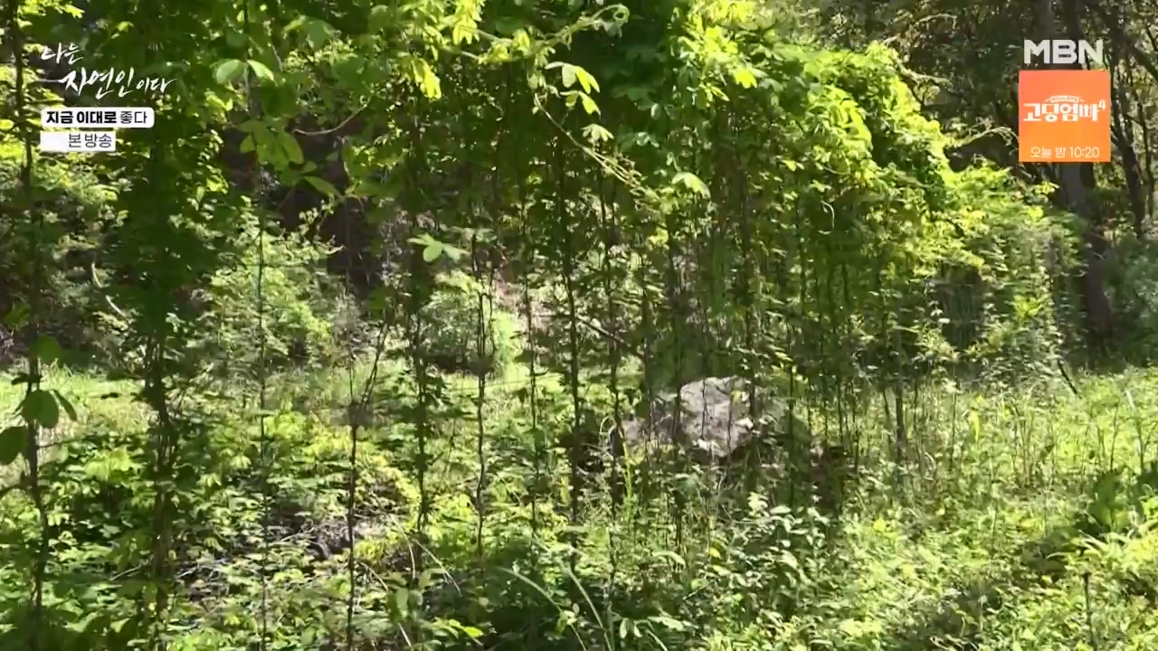 나는 자연인이다.E605.240516p-NEXT.mp4_20240516_194930.165.jpg