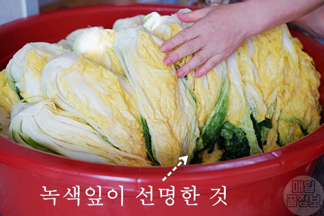 맛있는 김장배추 고르는법,절임배추 고르기 가격,김장 김치,김치냉장고