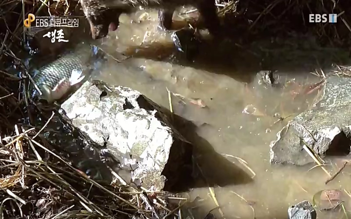 EBS 다큐프라임_ 220628.avi_20220629_210206.540.jpg
