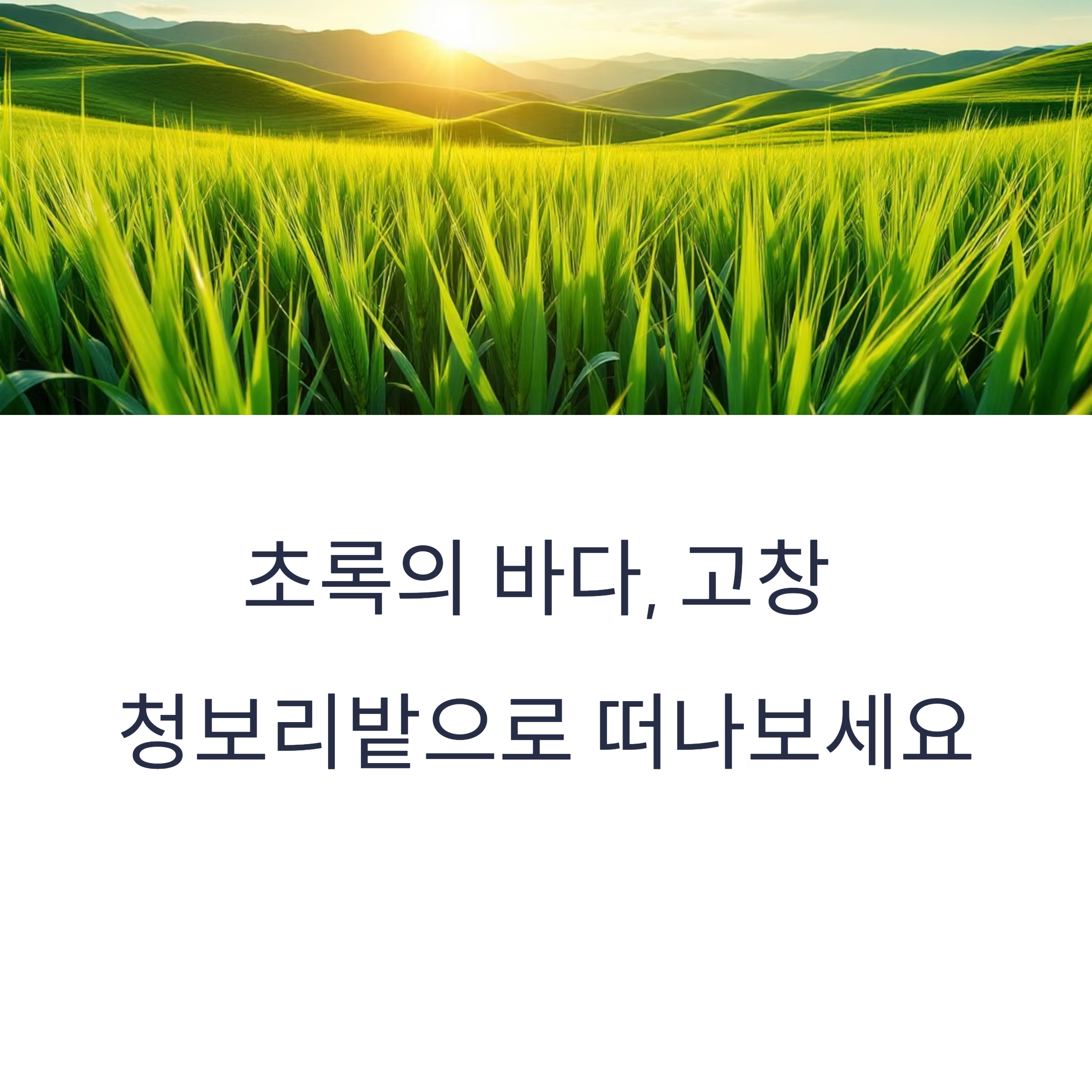 전북 고창 청보리밭